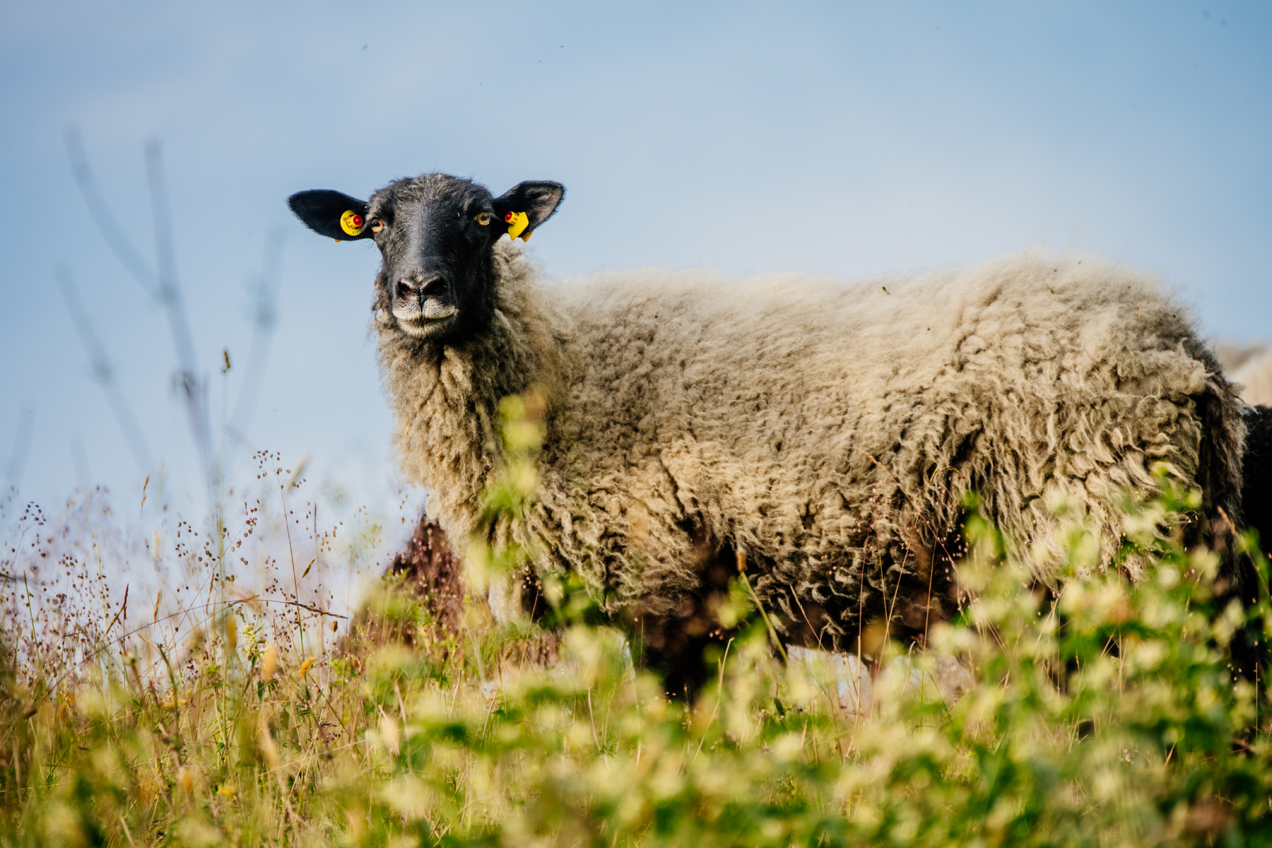 Pommernschaf auf einer blühenden Wiese